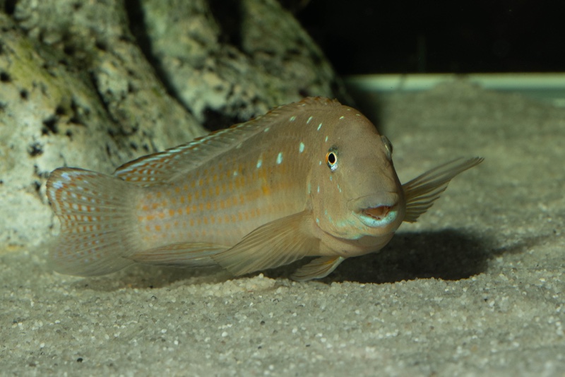 Spathodus sp. 'erythrodon north' Kigoma